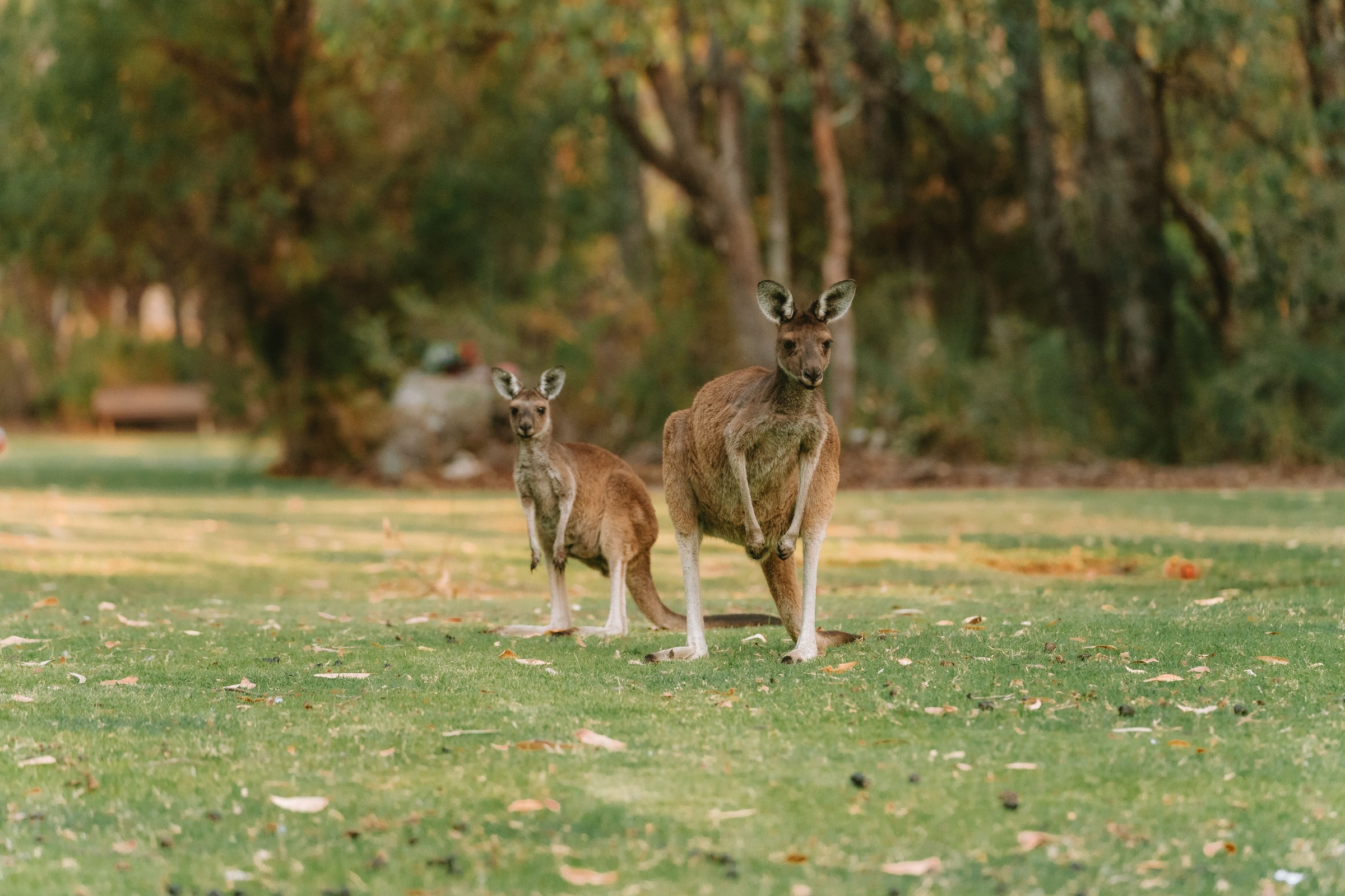 Cost of Living in Australia